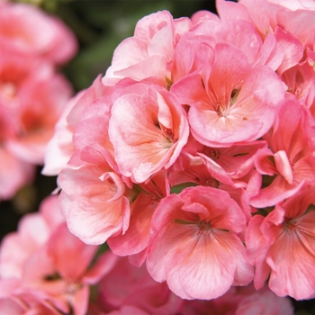 Americana® 'Salmon' -Pelargonium x hortorum (Zonal Geranium)