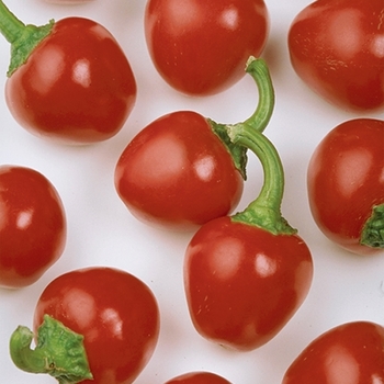 'Cherry Pick' Sweet Pepper -Capsicum annuum