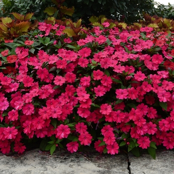 Big Bounce™ 'Cherry' -Impatiens 