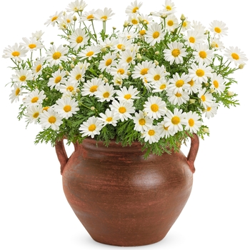 'Pure White Butterfly®' Marguerite Daisy -Argyranthemum frutescens