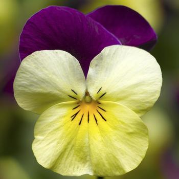 Penny™ 'Yellow Jump-up' -Viola cornuta (Pansy)