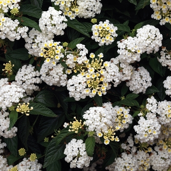 Bandana® 'White' -Lantana camara