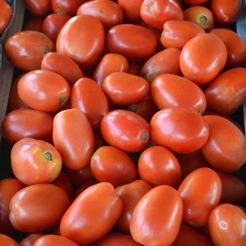 'Roma' Plum Tomato -Lycopersicon esculentum