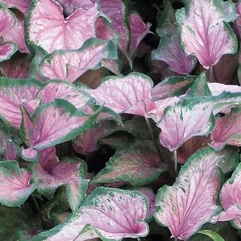 Heart to Heart™ 'Va Va Violet™' -Caladium hortulanum (Strap-leaf Caladium)