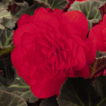 Nonstop® 'Mocca Cherry' -Begonia x tuberhybrida (Tuberous Begonia)