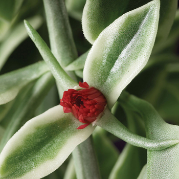 ''Mezoo™ Trailing Red'' -Dorotheanthus bellidiformis