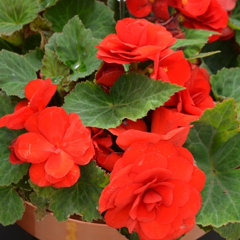 Nonstop® 'Red' -Begonia x tuberhybrida (Tuberous Begonia)