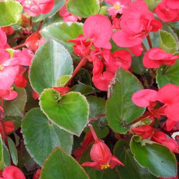 Big™ 'Red Green Leaf' -Begonia x benariensis