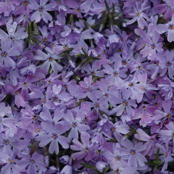 'Emerald Blue' Creeping Phlox -Phlox subulata