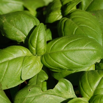 Sweet Basil -Ocimum basilicum