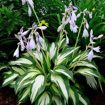 'Christmas Tree' Hosta, Plantain Lily -Hosta 