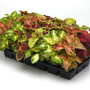 Wizard® 'Select Mix Improved' -coleus 