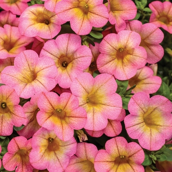 Superbells® 'Honeyberry™' -Calibrachoa 