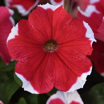 Madness® 'Red Picotee' -Petunia 