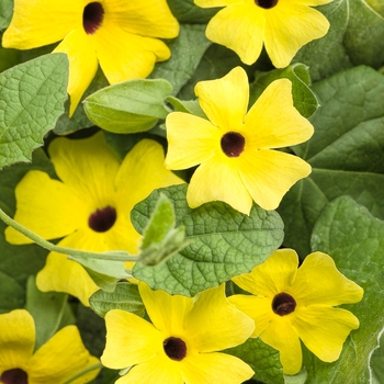 'Lemon A-Peel®' Black-Eyed Susan Vine -Thunbergia alata