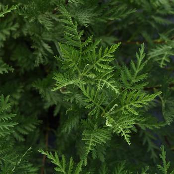 SunFern™ Olympia -Artemisia gmelinii