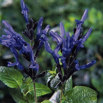 'Black & Blue' Sage -Salvia guaranitica