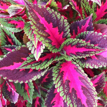 Main Street 'Ruby Road' -coleus 