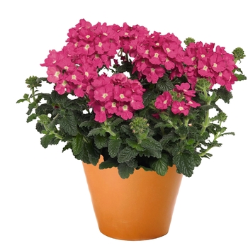 'Empress Flair Pink Charme' -Verbena 