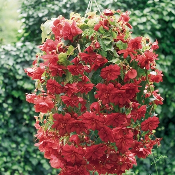 Illumination® 'Scarlet' -Begonia x tuberhybrida (Tuberous Begonia)