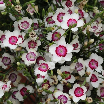 'Arctic Fire' Maiden Pinks -Dianthus deltoides