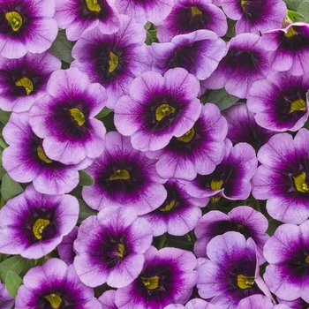 Superbells® 'Blue Moon Punch™' -Calibrachoa 