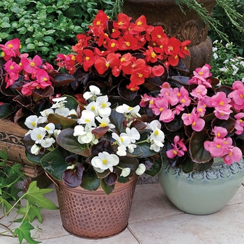 Bada Boom® 'Mix' -Begonia semperflorens