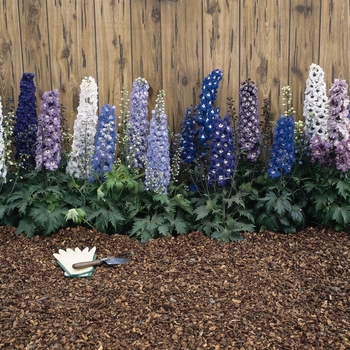 'Magic Fountain Mix' -Delphinium elatum