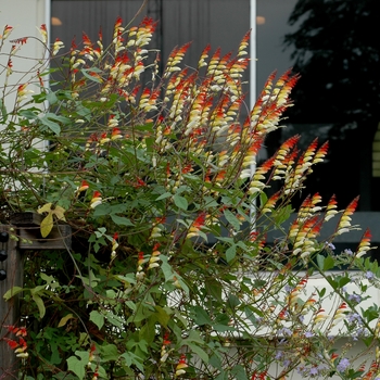 Spanish Flag -Mina lobata