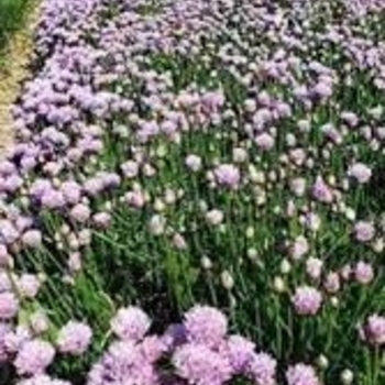 'Chivette' Chives -Allium 