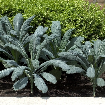 'Lacinato' Kale -Brassica oleracea