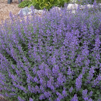 'Walker's Low' Catmint -Nepeta racemosa