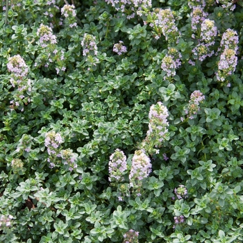 Lemon Thyme -Thymus x citriodorus