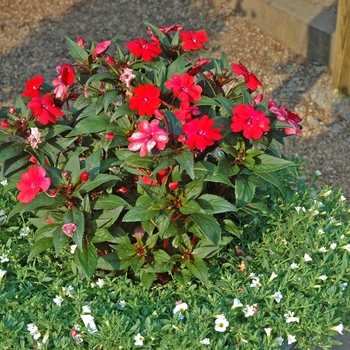 SunPatiens® Red -Impatiens 