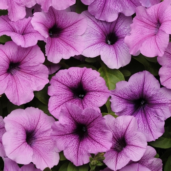 Easy Wave® 'Plum Vein' -Petunia 