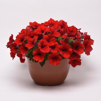 E3 Easy Wave® 'Red' -Petunia 