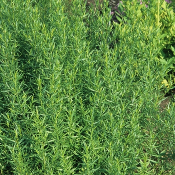 Tarragon -Artemisia dracunculus