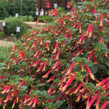 'Hummingbirds Lunch' False Heather -Cuphea 