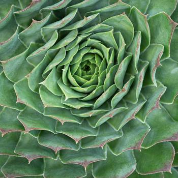 Supersemp® 'Emerald' -Sempervivum (Hens and Chicks)