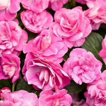 Rockapulco® 'Rose' -Impatiens walleriana (Double Impatiens)