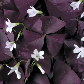 Charmed® 'Wine' -Oxalis (Shamrock)