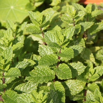 Spearmint, Mint -Mentha spicata