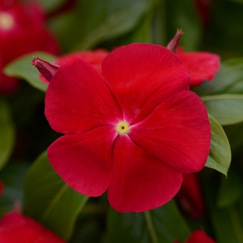 Titan™ 'Really Red' -Catharanthus roseus (Vinca, Periwinkle)