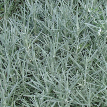 Proven Accents® 'Icicles' -Helichrysum thianschanicum (Licorice Plant)