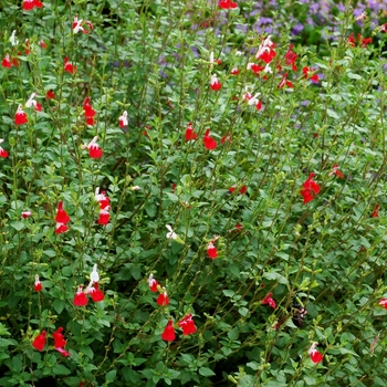 'Hot Lips' Sage -Salvia microphylla