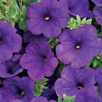 Supertunia® ''Royal Velvet®'' -Petunia 