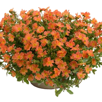 Pazzaz™ 'Tangerine' -Portulaca oleracea (Moss Rose)