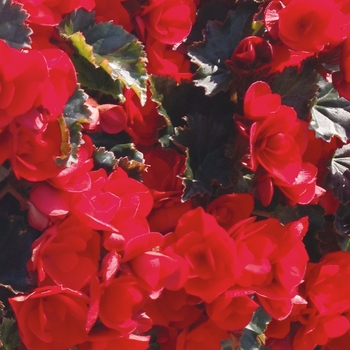 'Vermillion' Rieger Begonia -Begonia x hiemalis