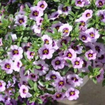 'Bloomtastic Serenity' Million Bells -Calibrachoa 