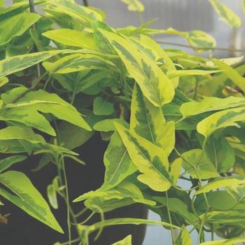 'Variegata' Potato Vine -Solanum jasminoides